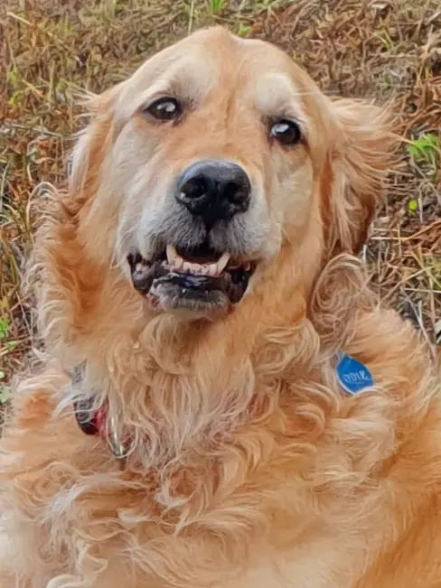 Bild von Odie