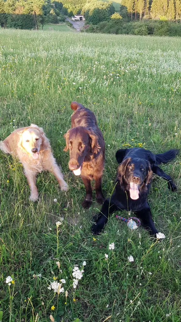 Bild von Odie