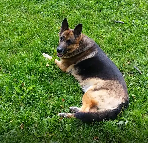 Condolence image of Dieter