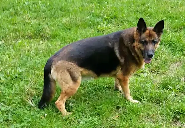 Condolence image of Dieter