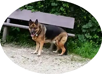 Condolence image of Dieter