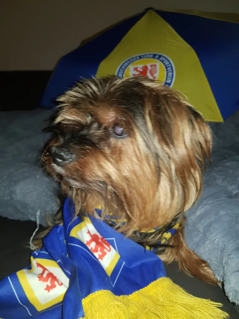 Image from Benji