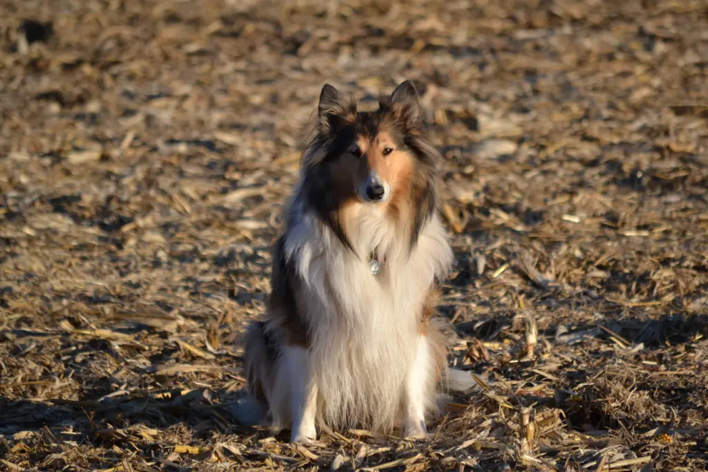 Image from Laika