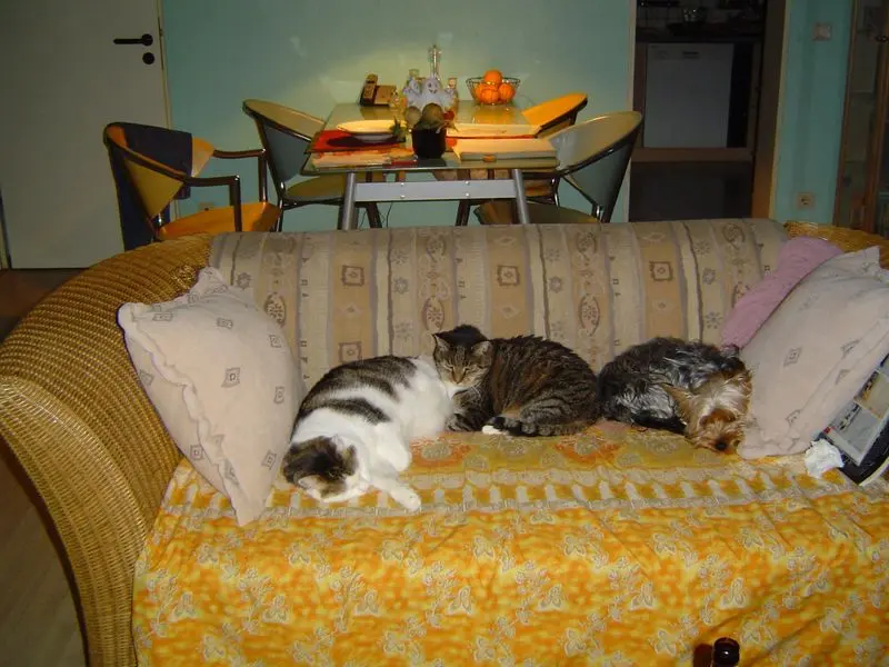Image from Lucky, Lissy, Prinz, Robin