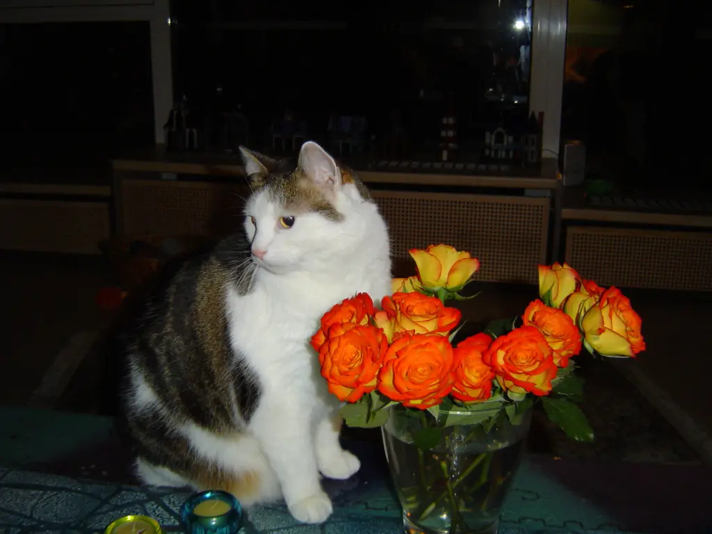 Image from Lucky, Lissy, Prinz, Robin