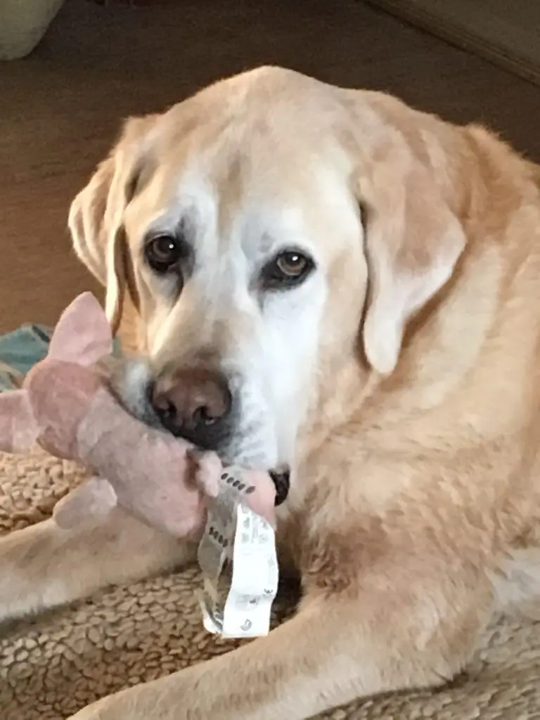 Andachtsbild von Silvia