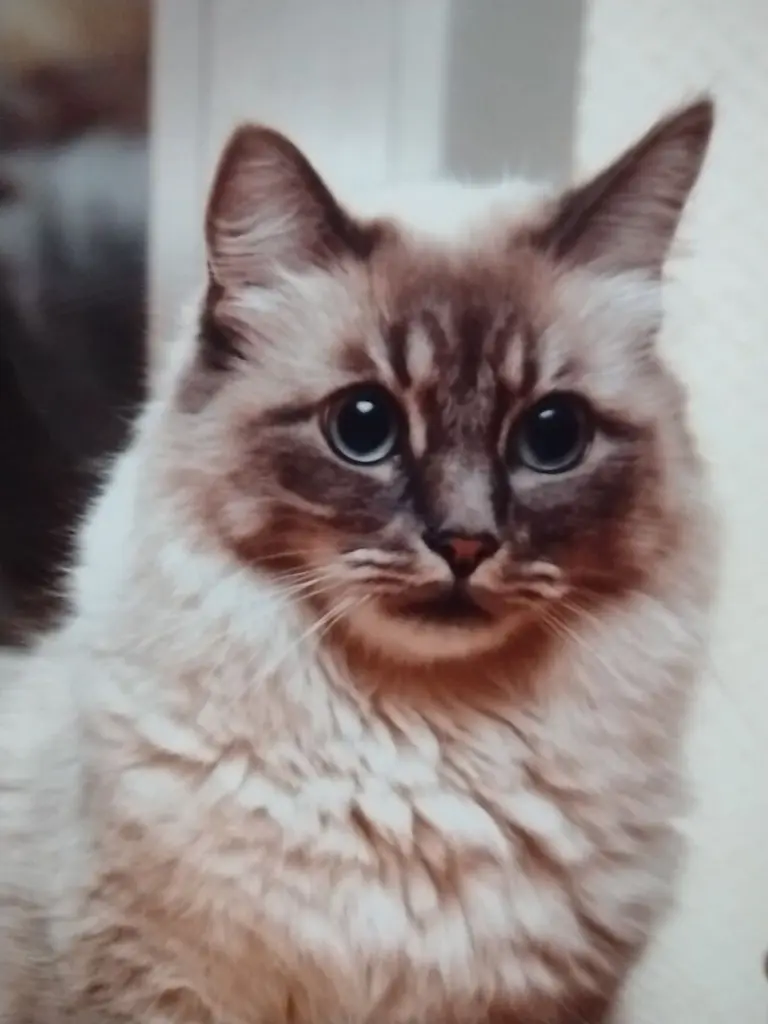 Andachtsbild von Corinna mit Emma, Pummelchen und anderen Sternlein im Herzen