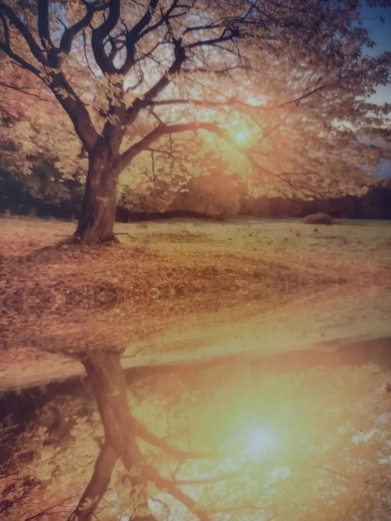Andachtsbild von Corinna mit Emma (+14.07.2019), Pummelchen und anderen Sternlein im ❤️