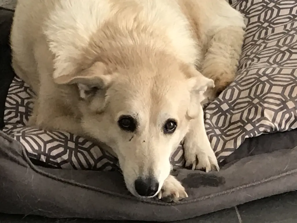 Condolence image of Aysel 