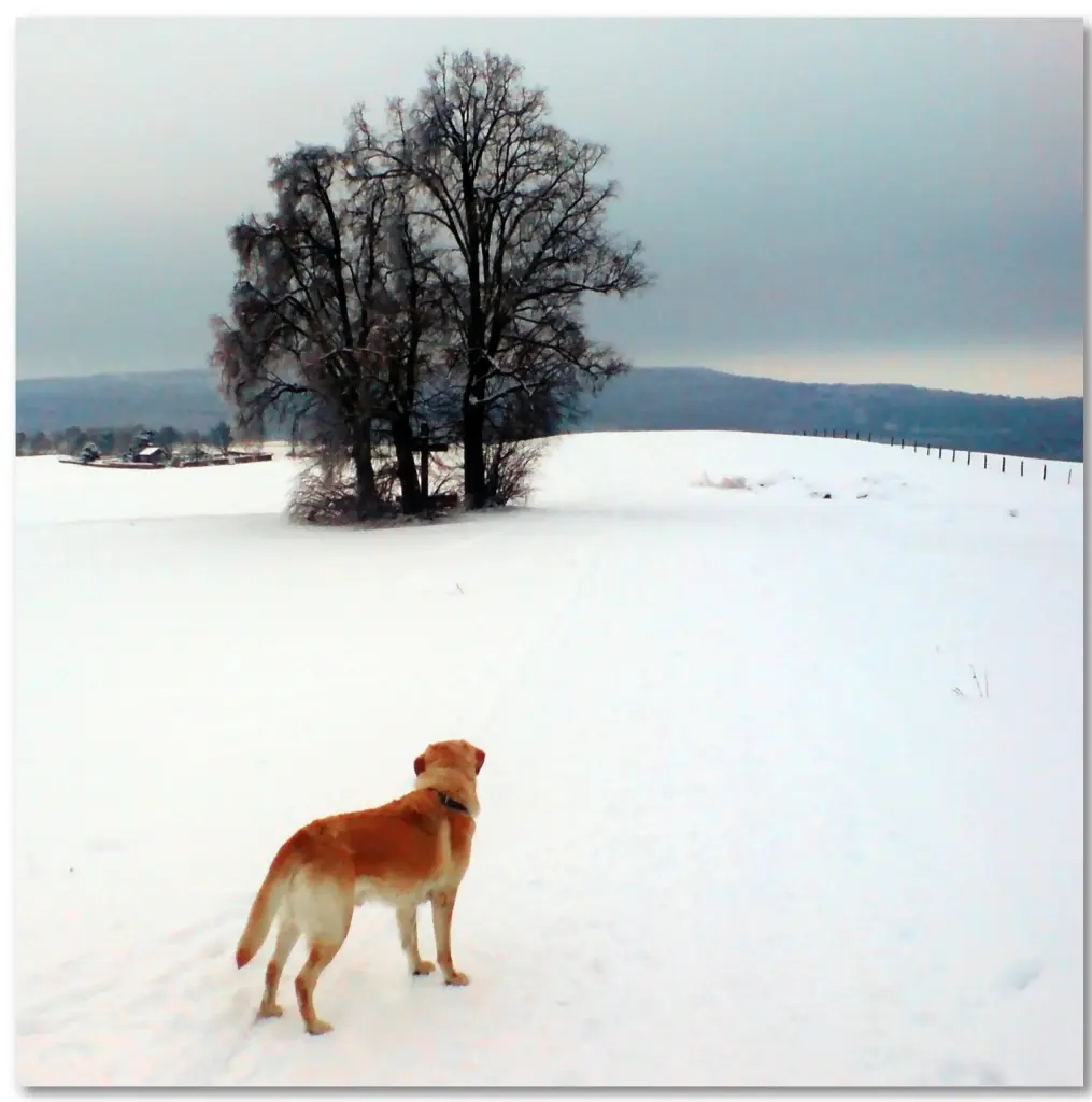 Image from Lino