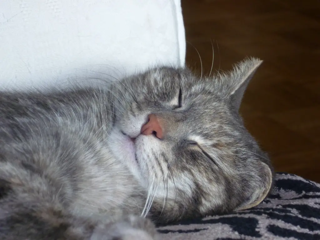 Andachtsbild von Sabine mit Tigerchen im Herzen