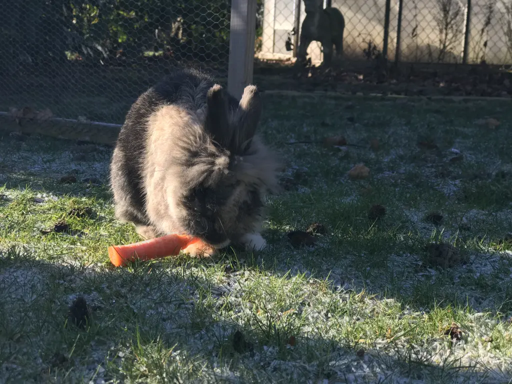Image from Hopsi