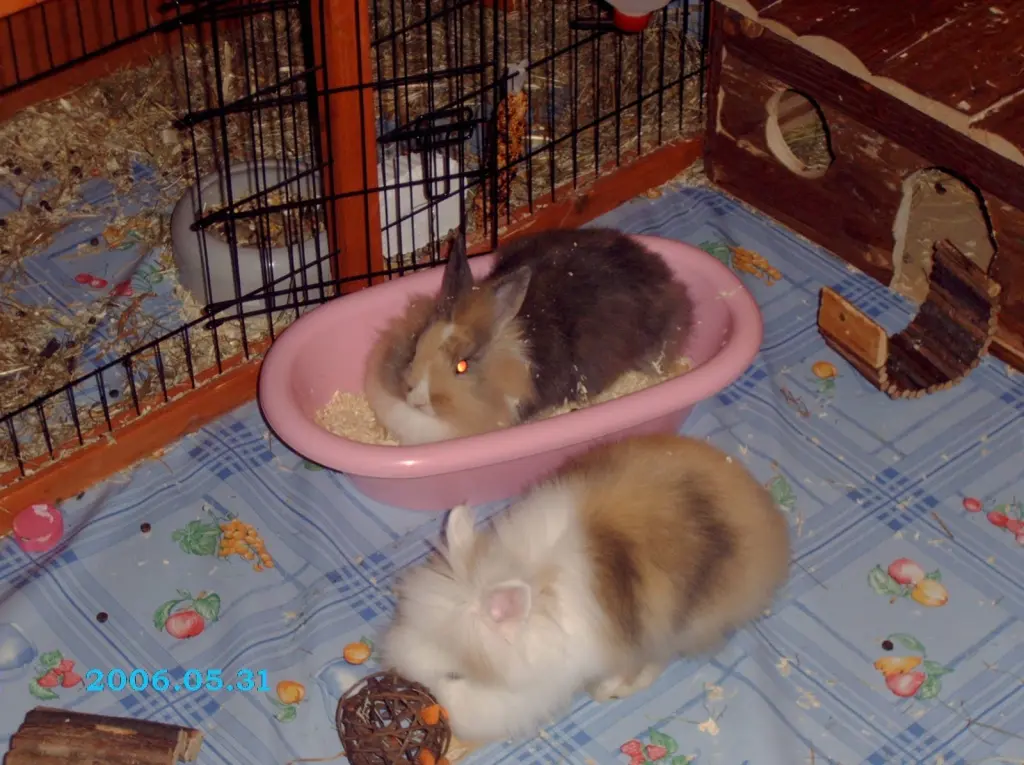 Image from Hopsi