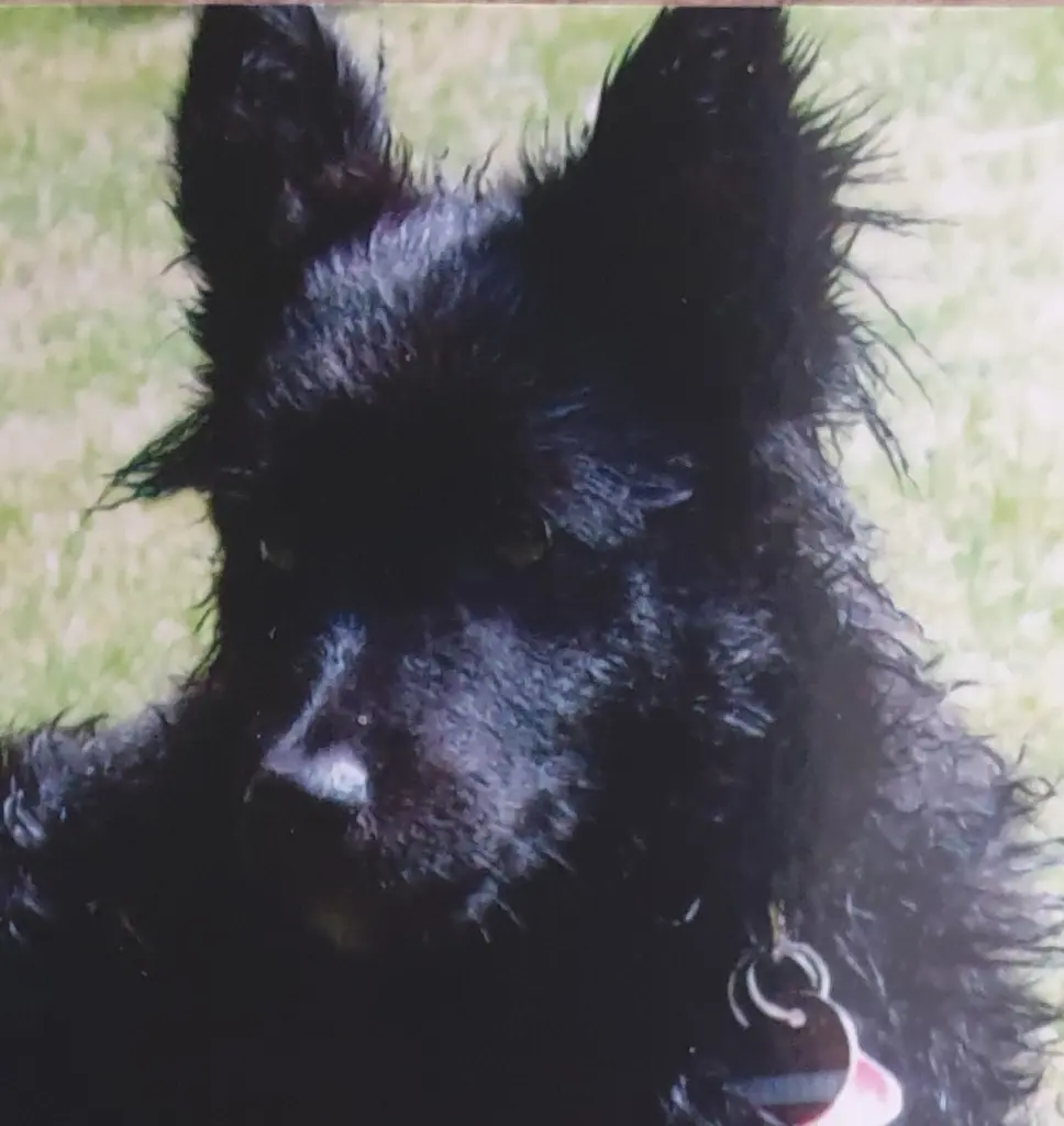 Condolence image of Elke mit Wolle tief im Herzen