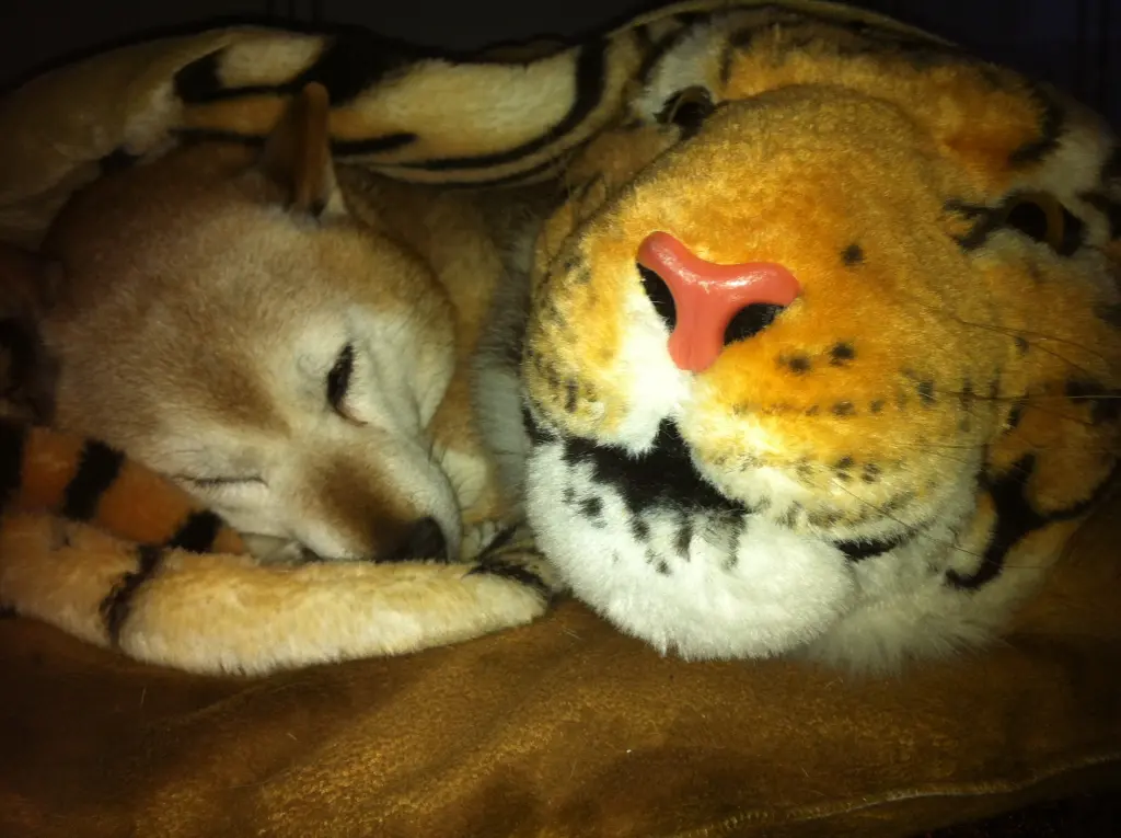 Image from Tamon