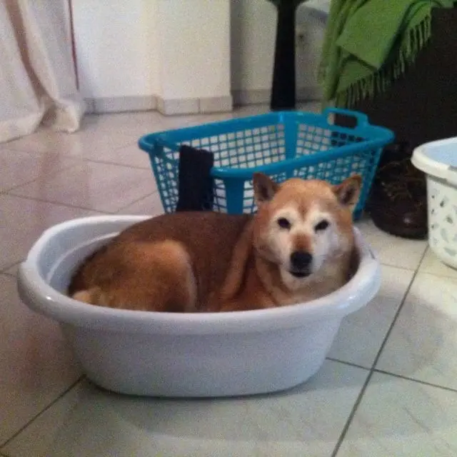 Image from Tamon