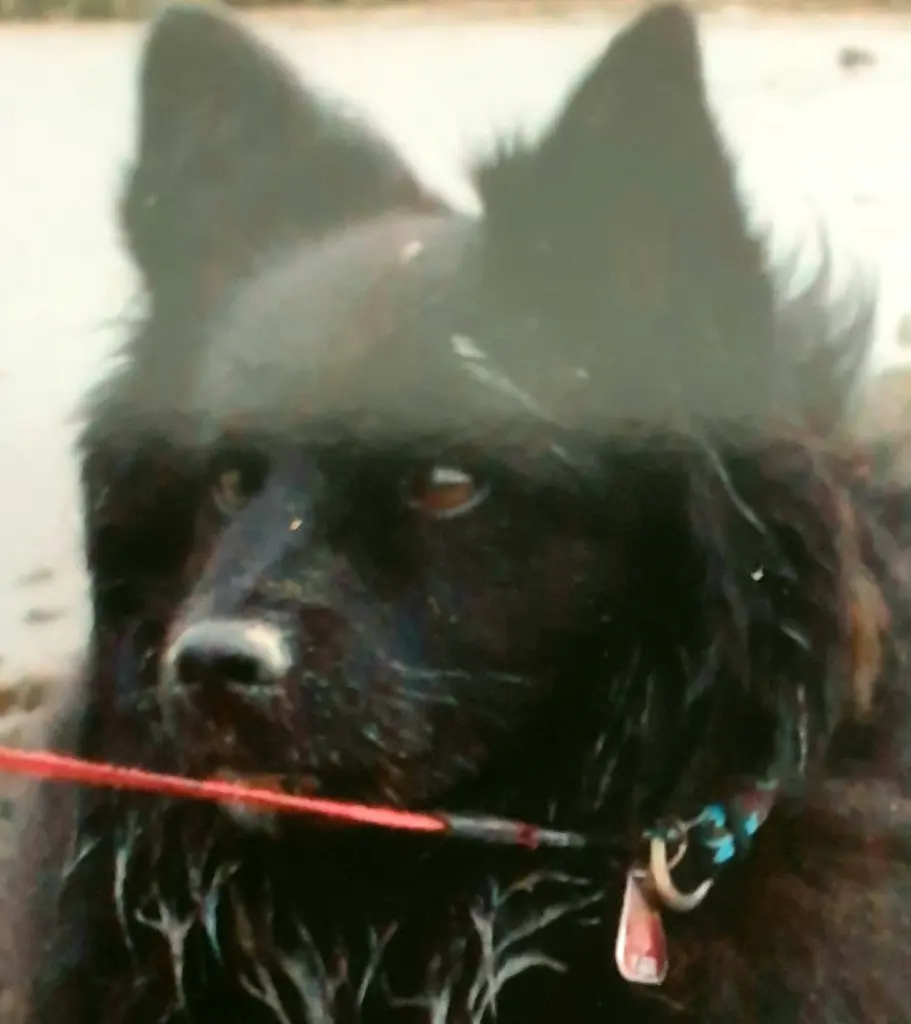 Condolence image of Elke mit Wolle tief im Herzen