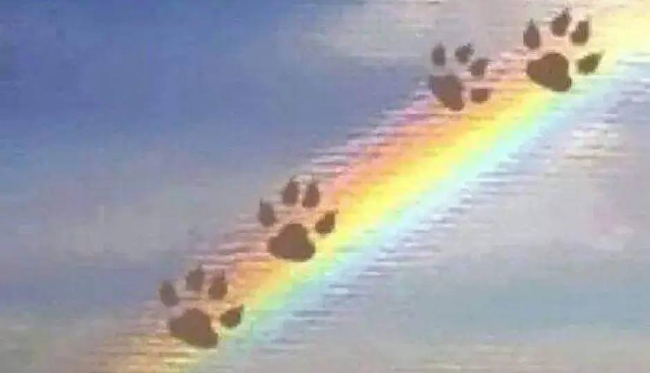 Condolence image of Zum Gedenken an Kitty ❤️