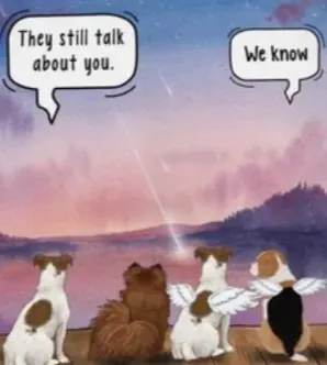 Condolence image of Anja mit Maja & Gräuli & Kalli im  ༺❤️༻