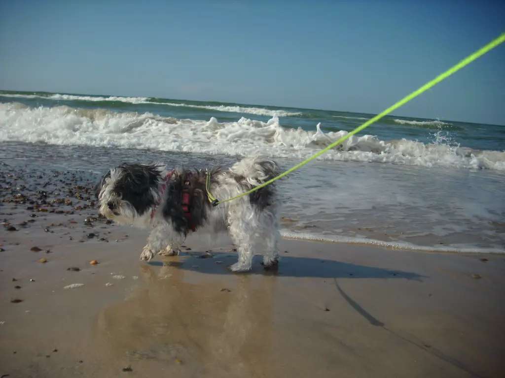Image from Kitty