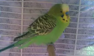 Bild von Rocky
