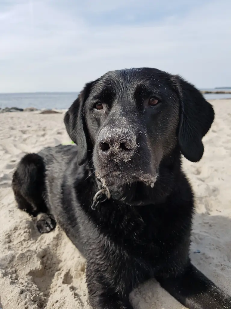 Andachtsbild von Sascha