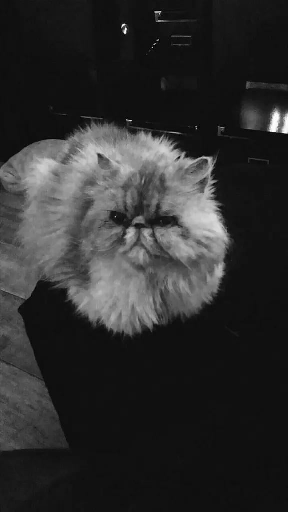Image from Tiffy