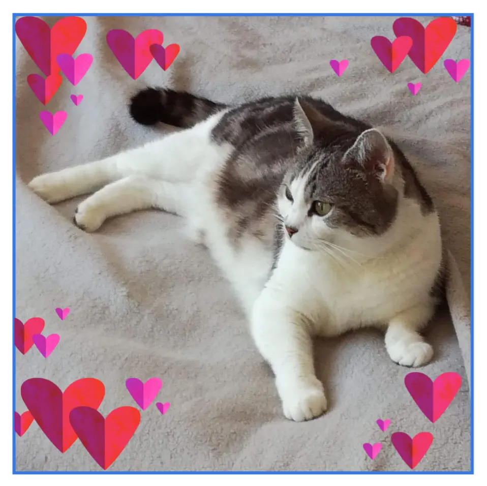 Image from Mimmi