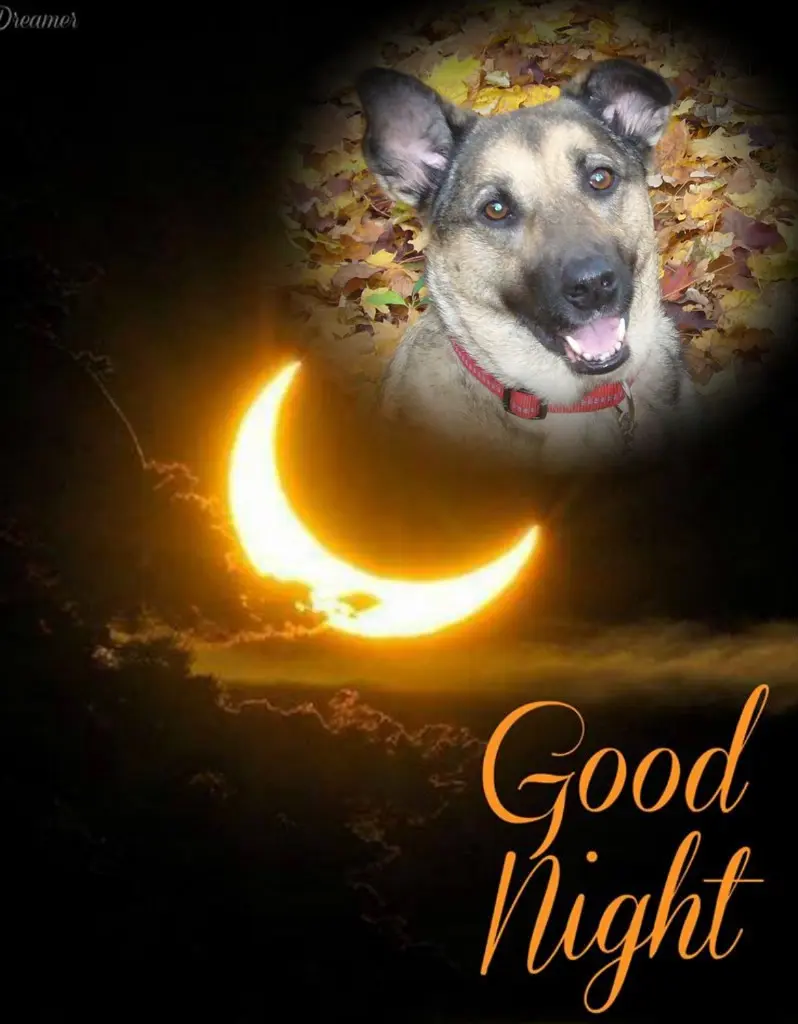 Condolence image of Gute Nacht❤️❤️❤️