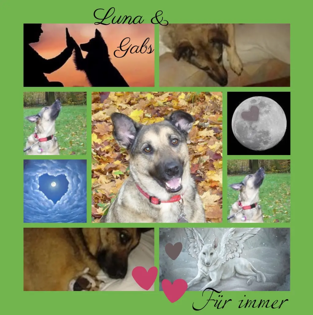 Condolence image of Eine Rose für Luna zum 2. Sternchengeburtstag