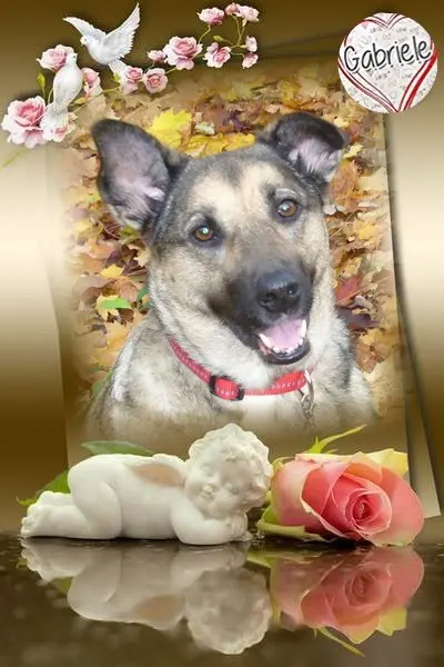 Condolence image of 2.Sternchen❤️GedenkTag❤️❤️
