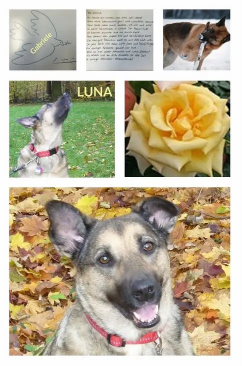 Condolence image of Eine Gabs-Rose für Luna