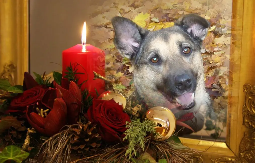 Condolence image of ❤️ADVENT❤️