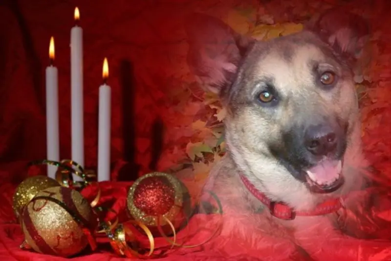 Condolence image of 3. Advent❤️❤️❤️
