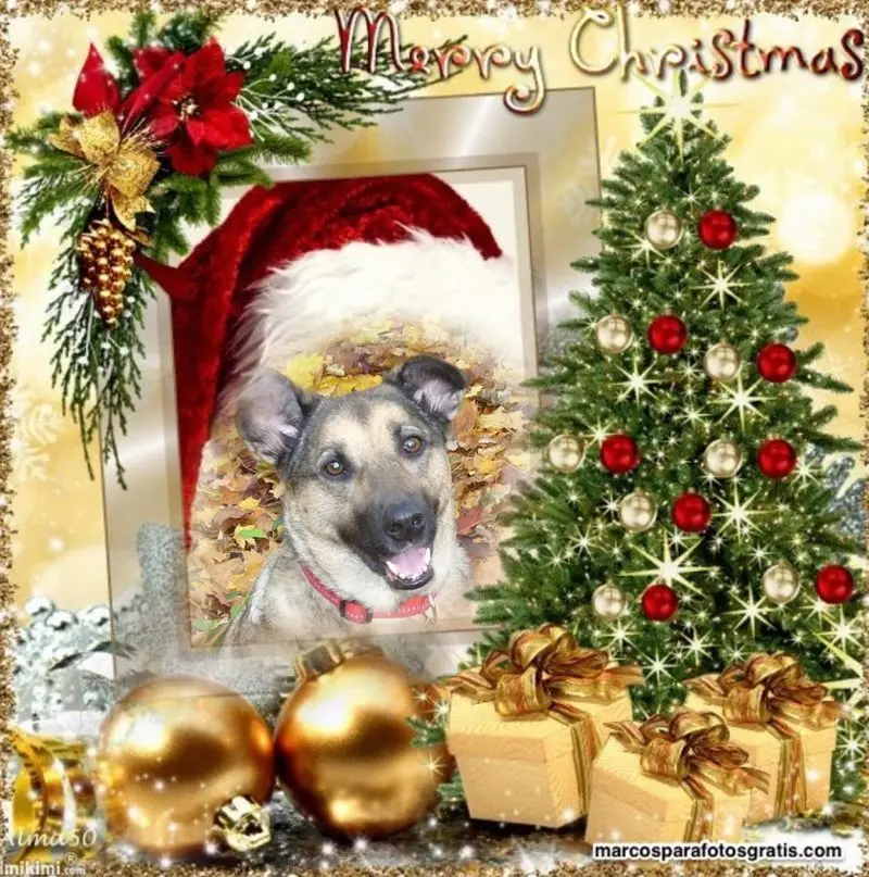 Condolence image of ❤️WEIHNACHTEN❤️❤️❤️
