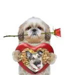 Condolence image of ❤️❤️❤️❤️❤️❤️❤️❤️❤️❤️❤️❤️❤️❤️