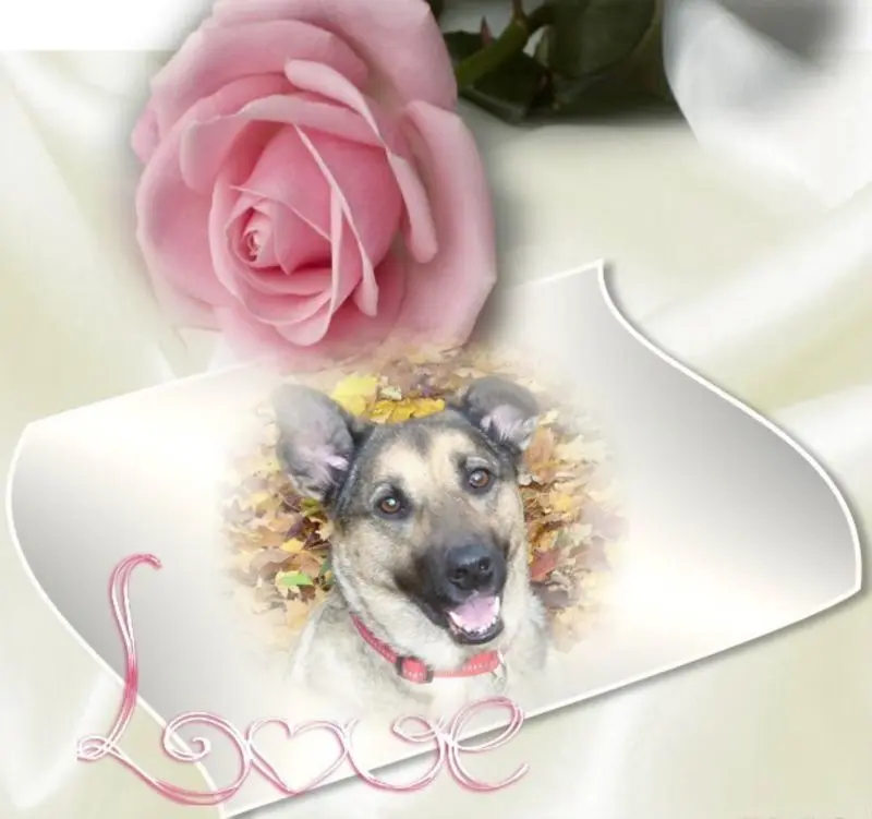 Condolence image of Guten Morgen❤️❤️❤️