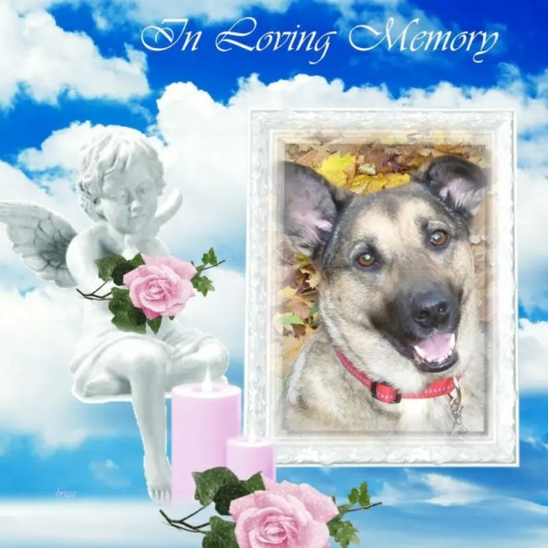 Condolence image of Guten Morgen❤️❤️❤️