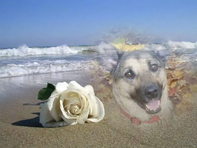 Condolence image of ❤️❤️❤️❤️❤️❤️❤️❤️❤️❤️❤️❤️❤️❤️