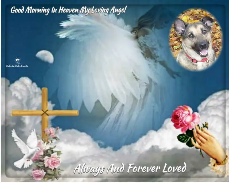 Condolence image of Guten Morgen❤️❤️❤️