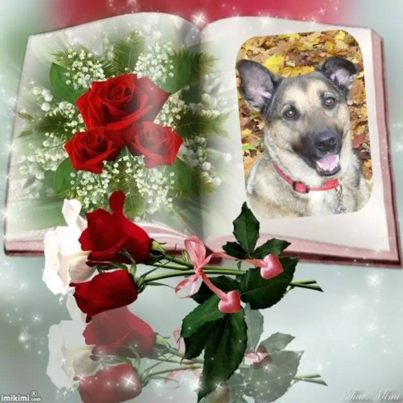 Condolence image of Fur Lunchen❤️