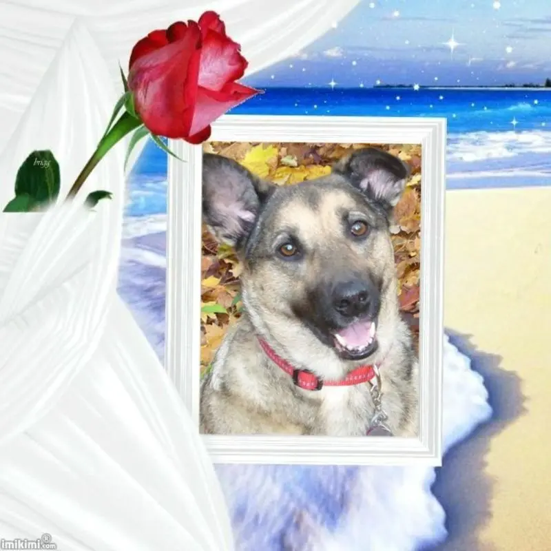 Condolence image of Fur Lunchen❤️