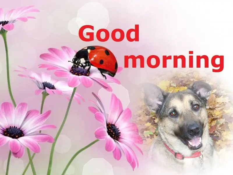 Condolence image of Guten Morgen❤️❤️❤️