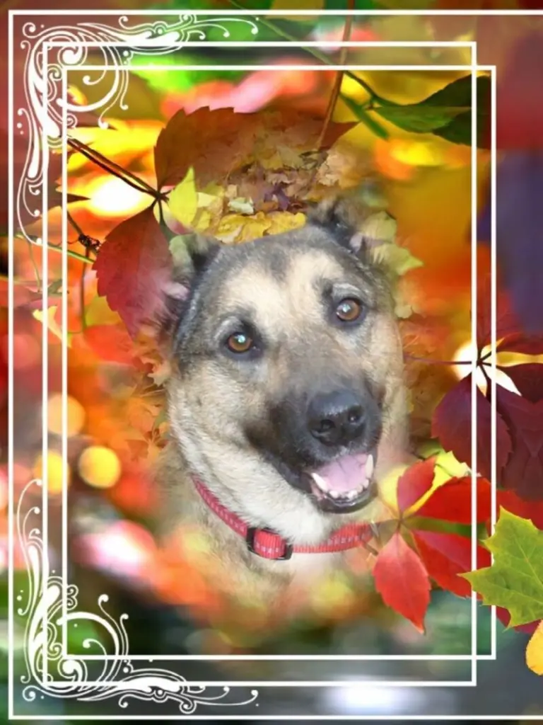 Condolence image of Sonntags❤️Rosen❤️❤️❤️❤️❤️❤️
