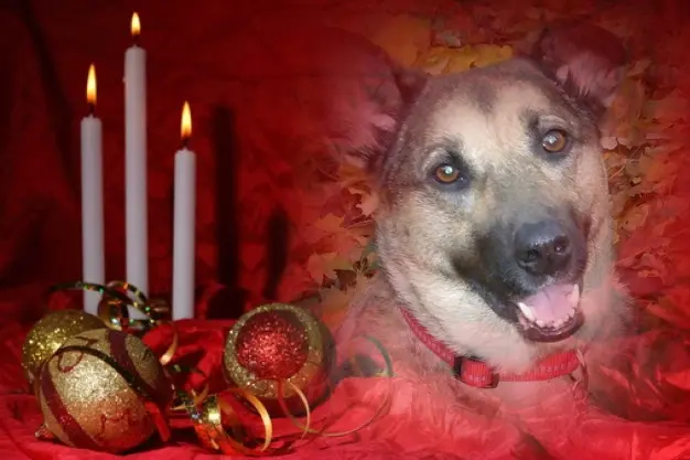 Condolence image of 3. Advent❤️❤️❤️