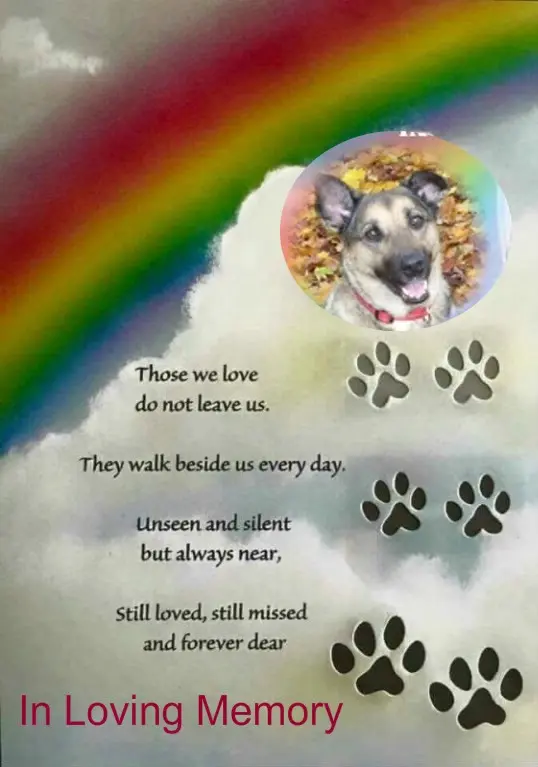 Condolence image of 4.Sternchen❤️Gedenktag❤️❤️❤️❤️