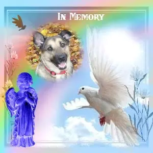 Condolence image of 4.Sternchen❤️Gedenktag❤️❤️❤️❤️