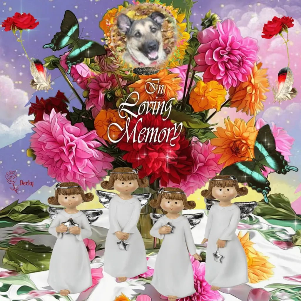 Condolence image of 4.Sternchen❤️Gedenktag❤️❤️❤️❤️