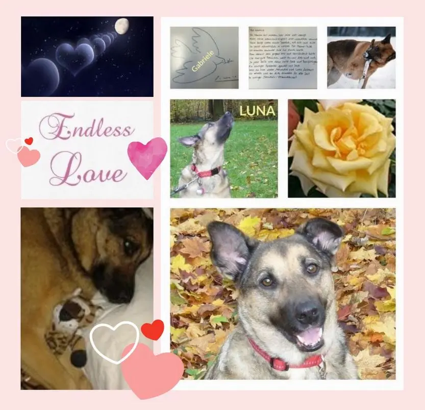 Condolence image of Eine Luna-Rose zum 4. Gedenktag