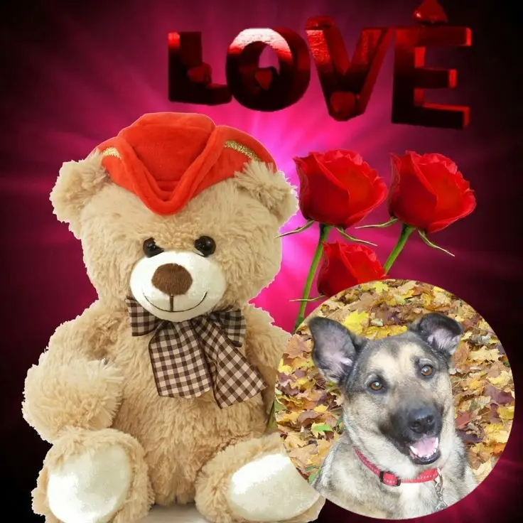 Condolence image of Sonntags❤️❤️❤️Rosen❤️❤️❤️❤️❤️❤️❤️